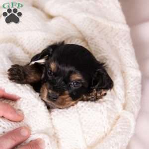 Barry, Bernedoodle-Munchkin Puppy